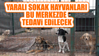 Büyükşehirden sokak hayvanları için dev merkez