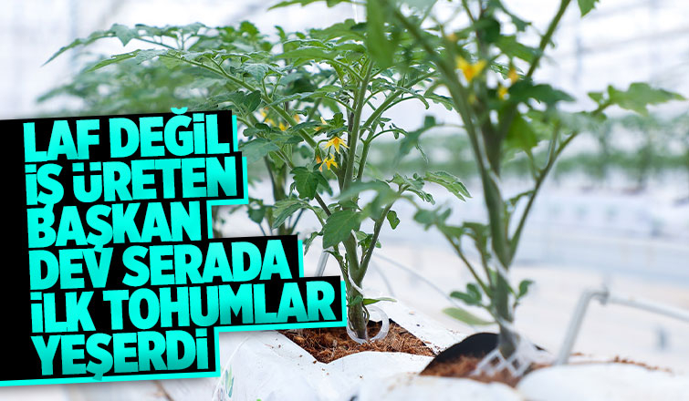 Büyükşehirin Akyazı'daki serasında ilk tohumlar yeşerdi