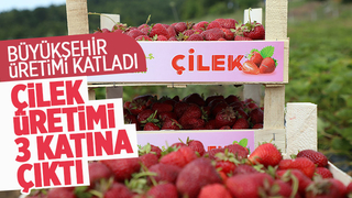Büyükşehirin çilek üretimi 3 katına çıktı