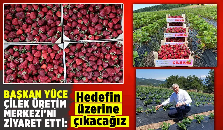 Büyükşehirin çilek üretiminde hedef rekolteyi yukarı taşımak