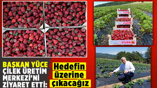 Büyükşehirin çilek üretiminde hedef rekolteyi yukarı taşımak