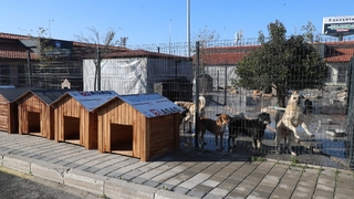 Büyükşehir’in hayvan bakımevine mama kabı ve kulübe desteği