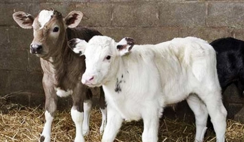 Buzağı destek ödemeleri bugün başlıyor