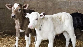 Buzağı destek ödemeleri bugün başlıyor