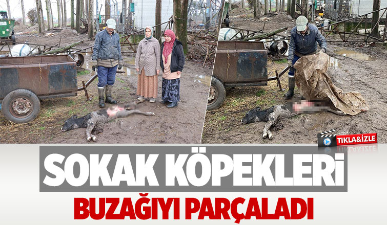 Sokak köpekleri buzağıyı öldürdü