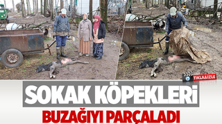 Sokak köpekleri buzağıyı öldürdü