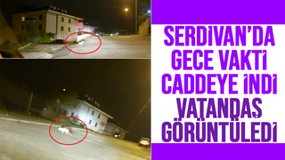 Caddeye inen tilki kamerada