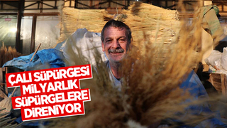 Çalı süpürgesi milyarlık süpürgelere direniyor