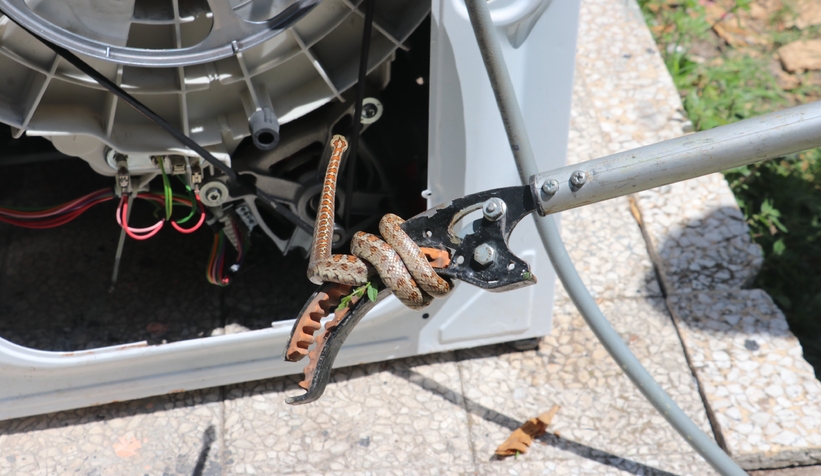 Çamaşır makinesinden yılan çıktı