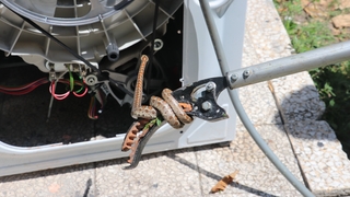 Çamaşır makinesinden yılan çıktı