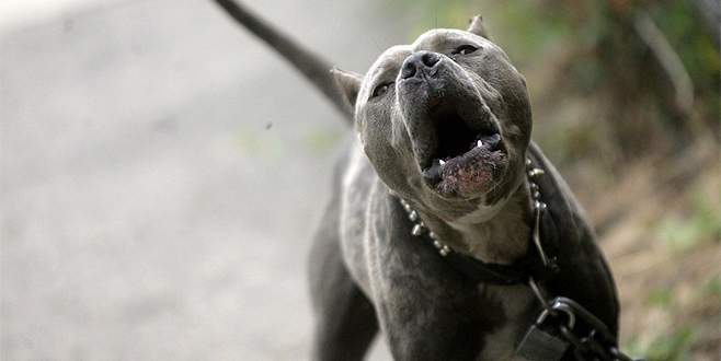 Çamyolu'nda pitbull kavgasında 2 kişi vuruldu