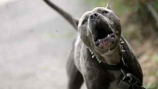 Çamyolu'nda pitbull kavgasında 2 kişi vuruldu