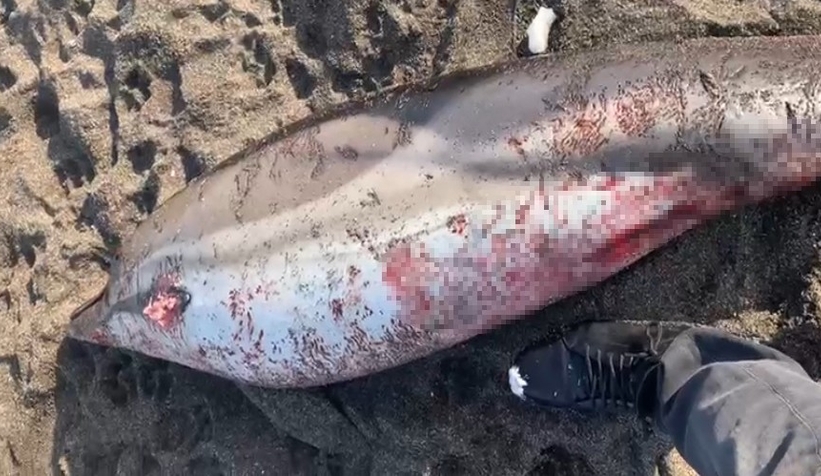 Caniler yunusu silahla öldürdüler