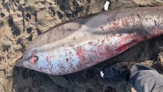 Caniler yunusu silahla öldürdüler