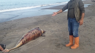 Canilik; Yunusu silahla vurup öldürdüler
