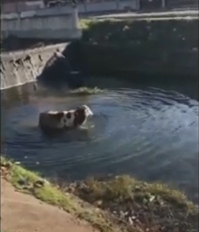 Canını kurtarmak için dereye atladı