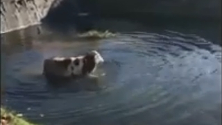 Canını kurtarmak için dereye atladı