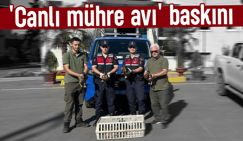 Canlı mühre ile ördek avına jandarma baskını