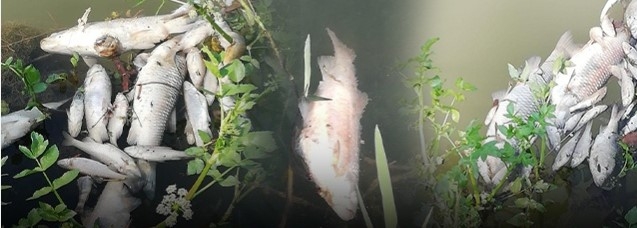Çark Deresi'nde toplu balık ölümü