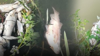 Çark Deresi'nde toplu balık ölümü