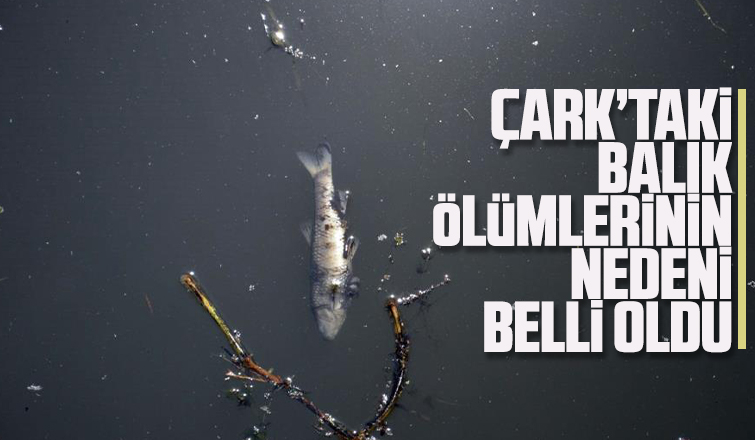 Çark'taki balık ölümlerinin nedeni belli oldu