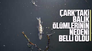 Çark'taki balık ölümlerinin nedeni belli oldu