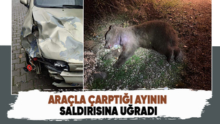 Çarptığı ayıyı kontrol ederken saldırıya uğradı