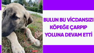 Çarptığı köpeğe yardım etmeyip yoluna devam etti