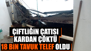 Çatı kardan çöktü 18 bin tavuk telef oldu