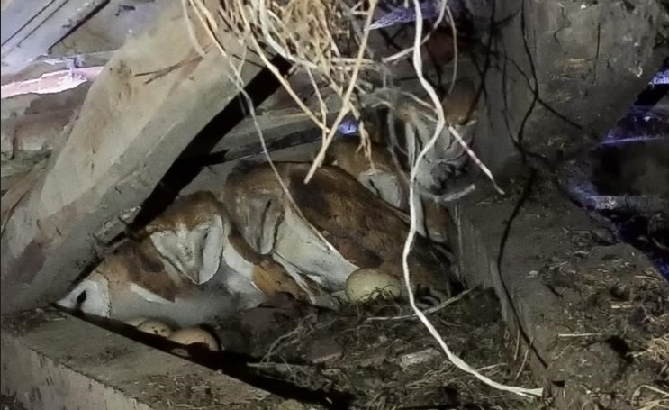 Çatıdan gelen esrarengiz seslerin sahibi 4 baykuş yavrusu çıktı