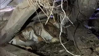 Çatıdan gelen esrarengiz seslerin sahibi 4 baykuş yavrusu çıktı