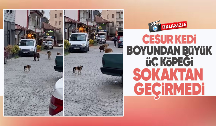 Cesur kedi 3 köpeğe böyle kafa tuttu