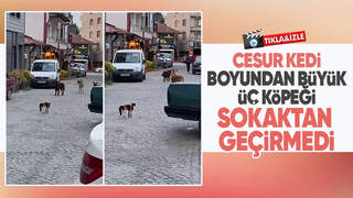 Cesur kedi 3 köpeğe böyle kafa tuttu
