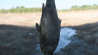 Çevre felaketi yaşandı