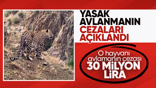 Cezalar açıklandı O hayvanı avlayana 30 milyon ceza