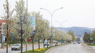 Çiçek açan ağaçlar görsel şölen sunuyor