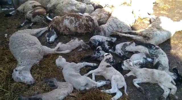 Çiçek hastalığı bulaşan 117 koyun ve kuzu telef oldu