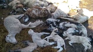 Çiçek hastalığı bulaşan 117 koyun ve kuzu telef oldu