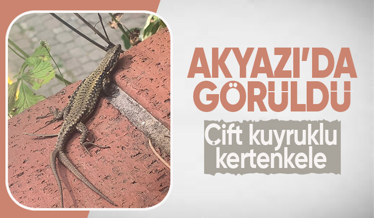 Çift kuyruklu kertenkele