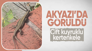 Çift kuyruklu kertenkele