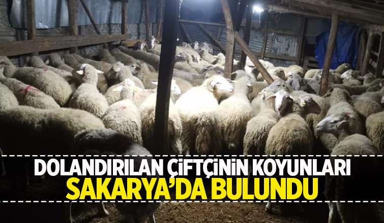 Çiftçinin dolandırıcıya kaptırdığı koyunlar bulundu