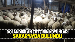 Çiftçinin dolandırıcıya kaptırdığı koyunlar bulundu