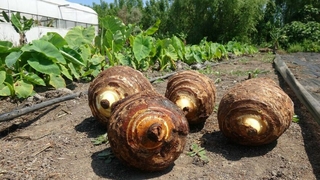 Çiftçinin yeni gözdesi! 50 bin TL kazandırıyor