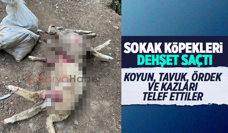Çiftliğe giren sokak köpekleri dehşet saçtı