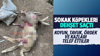 Çiftliğe giren sokak köpekleri dehşet saçtı