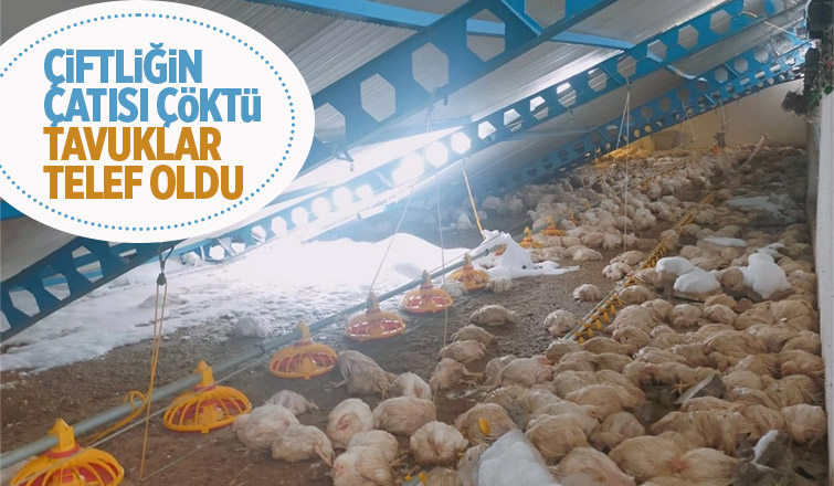 Çiftliğin çatısı kara dayanamayıp çöktü