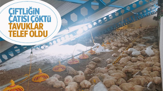 Çiftliğin çatısı kara dayanamayıp çöktü