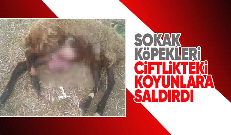 Çiftlikte dehşet saçtılar