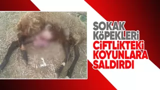 Çiftlikte dehşet saçtılar