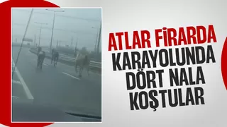 Çiftlikten firar eden atlar karayolunda dört nala koştu
